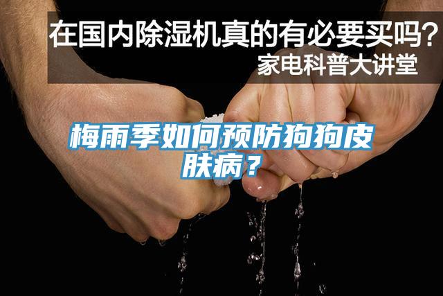 梅雨季如何預防狗狗皮膚?。?></div>
								<div   id=